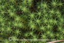 Wavy Hair Moss
